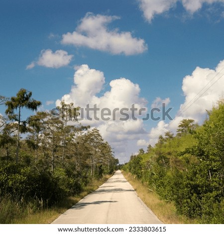 Road surrounding by growth in Everglades National Park, Florida, USA.