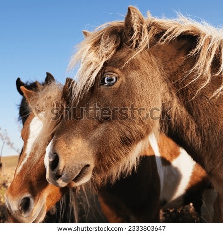 Profile portrait of two brown Falabella miniature horses in field.