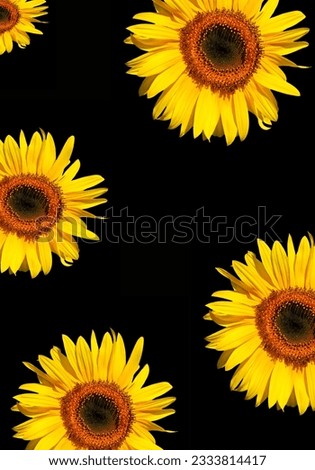 Five sections of sunflower flowerheads in full bloom against a black background.