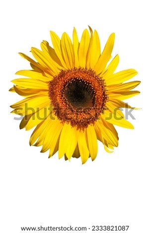 Sunflower flowerhead in full bloom against a white background.