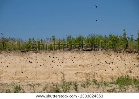 Colony of Swift birds in the wild.