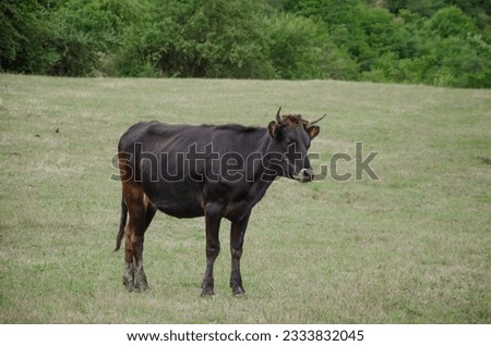 One cow walks in the summer in the pasture