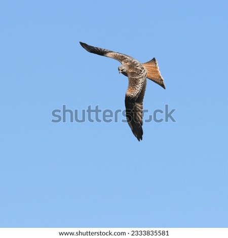 Red Kite eagle flying alone on a blue sky day.
