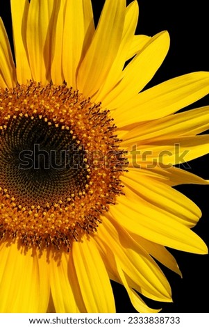 Sunflower section in full bloom over black.