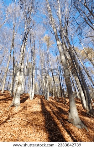 Mountain Beech woods during fall season- vertical orientation