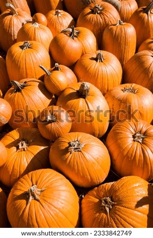 Pile of Fall pumpkins at outdoor market.