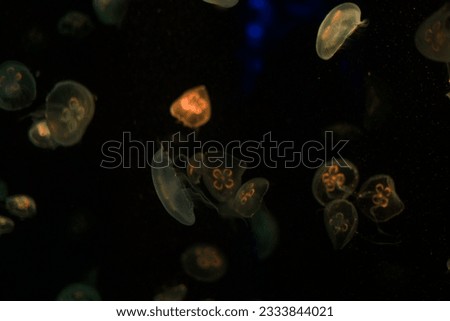 Picture of jellyfish in the darkness 