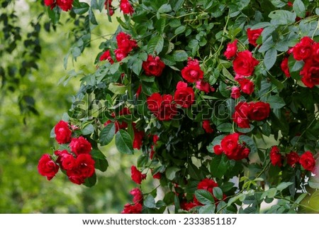 Beautiful red climbing rose Flammentanz in the garden of roses. Blooming Roses on the Bush. Growing roses in the garden Royalty-Free Stock Photo #2333851187
