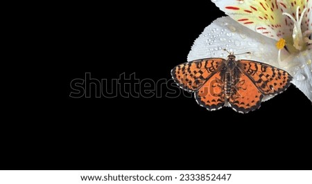 bright red butterfly on a white lily flower in water drops after rain. copy space