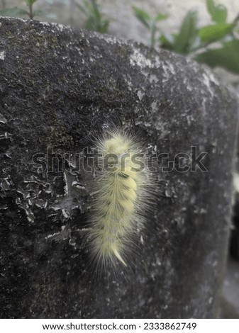 Shinny caterpillar crawling on wall