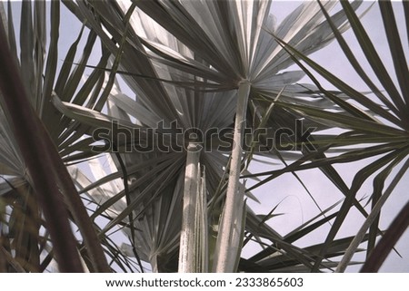 Leucothrinax morrisii (Thrinax morrisii) - Key Thatch Palm Royalty-Free Stock Photo #2333865603