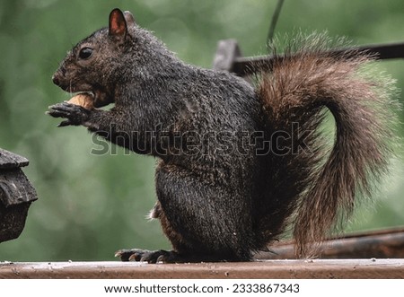 A Gray Squirrel nibbles on a treat                               