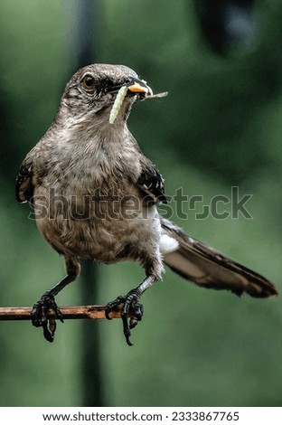 Northern Mockingbird on the bird feeder                               