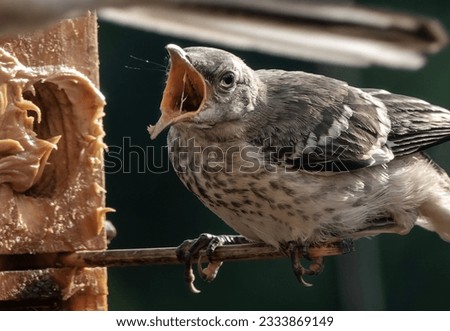 Northern Mockingbird on the bird feeder                               