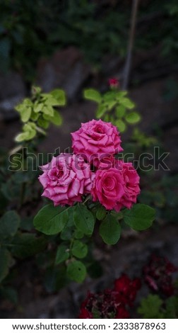 A beautiful picture of the roses in different shades of pink from grandma's garden