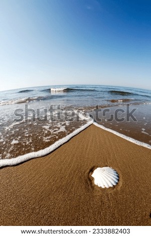 White seashell on a tropical beach with coming wave.