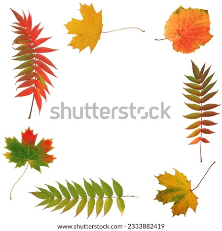 Autumn leaves, rowan, grape and maple in an abstract frame design. Over white background..