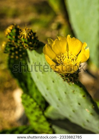 Prickly Pear Cactus in Bloom. Flowers of prickly pear, close up. Catalonia, Spain