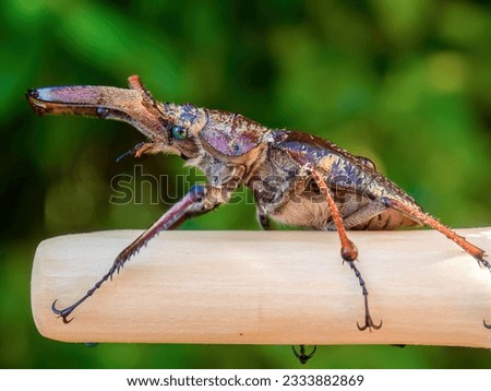Macro photography of a sphaenognathus bellicosus beetle on a stick, captured in a garden near the town of Arcabuco in the central Andean mountains of Colombia.