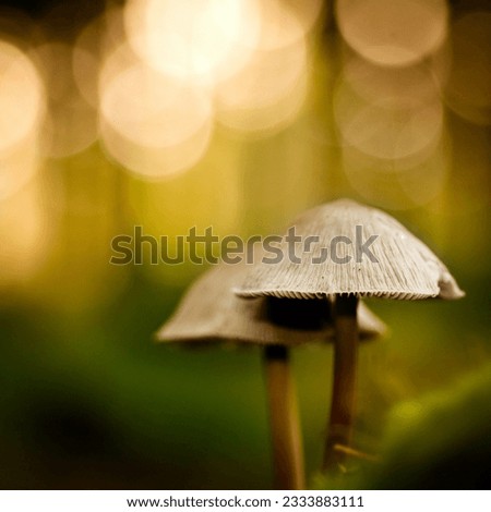 Wild mushrooms growing in a forest.