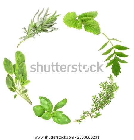 Herb leaf garland of basil, variegated sage, lavender, lemon balm, valerian -valium substitute- and common thyme, over white background.