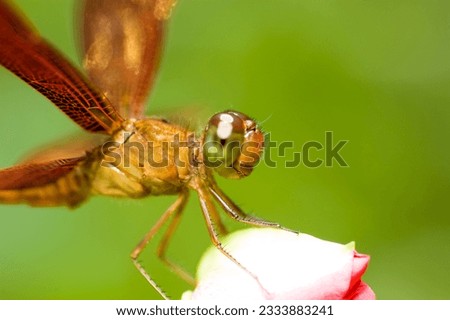 A dragonfly resting on a flower bud