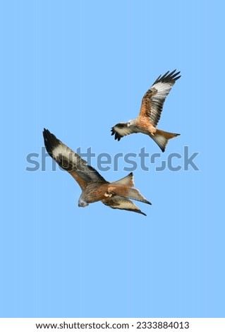 Two red kite eagles flying together on a blue sky day.