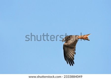Red kite eagle bird of prey flying alone in a clear blue sky.