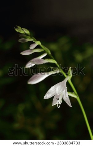 Close up of Hosta 'Undulata' flower against dark backgound and drops of water