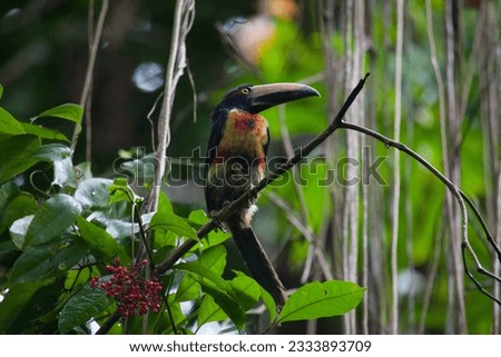 toucan in the forest siting on the branch