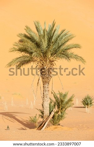A lone palm tree in Erg Chebbi, at the western edge of the Sahara Desert