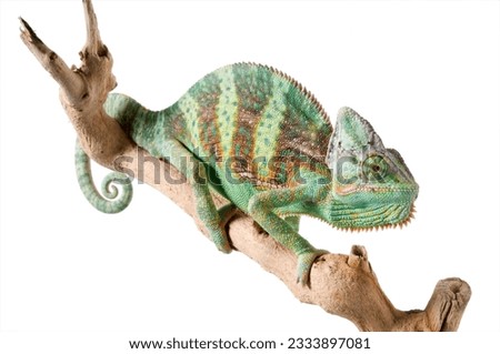 Veiled Chameleon on a branch against a white background.