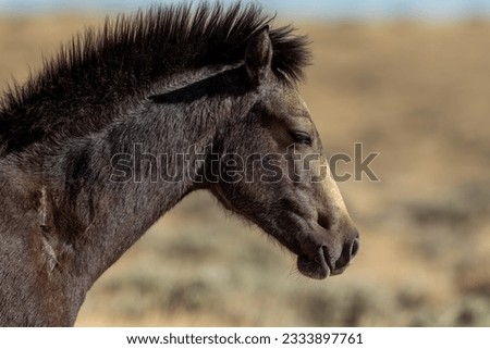 Wild dark colt in Wyoming