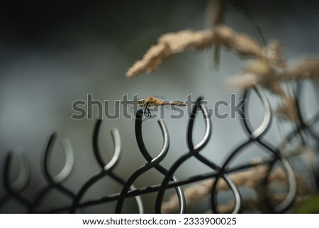 A dragonfly on a fence. Dragonfly in the middle of the picture. Very detailed. Green nature background. Yelloe Dragonfly.