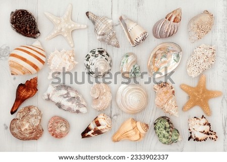 Large seashell collection on a distressed white wooden background.