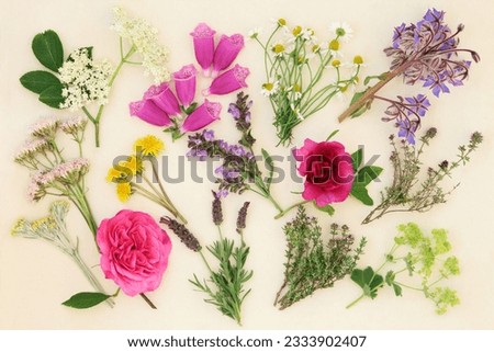 Medicinal herb and flower selection used in alternative herbal medicine over cream paper background.