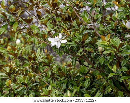 Blowing magnolia flower on a tree with green leaves.