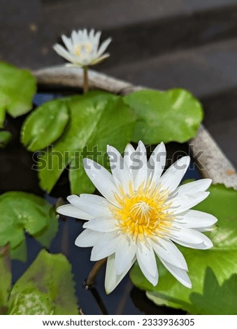 Nymphaea Lotus White Egyptian Lotus Flowers in a Large Bowl of Water Royalty-Free Stock Photo #2333936305