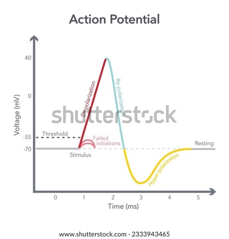 Action Membrane Potential science vector illustration diagram Royalty-Free Stock Photo #2333943465