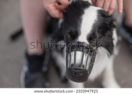 Woman walks 2 dogs. Close-up of female legs, border collie and bull terrier in muzzles and on leashes on a walk outdoors.  Royalty-Free Stock Photo #2333947925