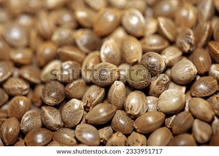 Cannabis many weed seeds made in Holland close up modern botanical medical background high quality big size instant stock photography prints