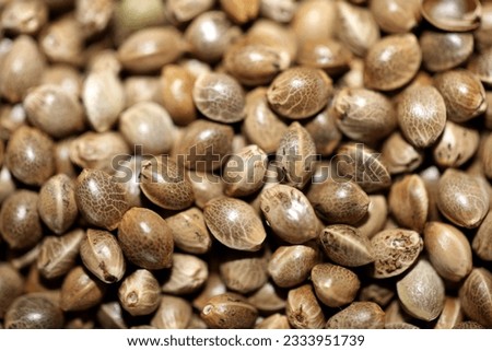 Cannabis many weed seeds made in Holland close up modern botanical medical background high quality big size instant stock photography prints