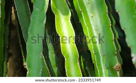 Closeup of dragon fruit plant stem