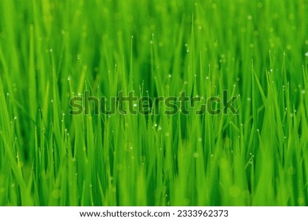 A serene background of young rice leaves with dew drops on their tips with a selective focus, depicts tranquil rice field at dawn, offering glimpse into nature's morning rituals