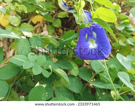 Closeup of butterfly pea flower (Clitoria ternatea) a plant that is useful as a natural herbal medicine