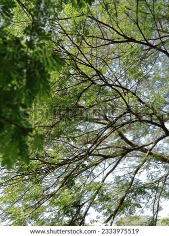 tree trunks with black branch and green leaf background  Royalty-Free Stock Photo #2333975519