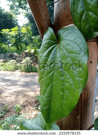 Green Betel or Piper Betle Linn Antiseptic Leaf  Royalty-Free Stock Photo #2333978135
