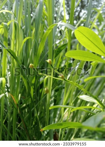 Flower bud or burgeon with green background Royalty-Free Stock Photo #2333979155