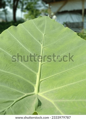 Taro or Colocasia esculenta leaf with bold leaf bone Royalty-Free Stock Photo #2333979787