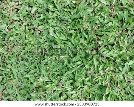 small grass background with natural pattern